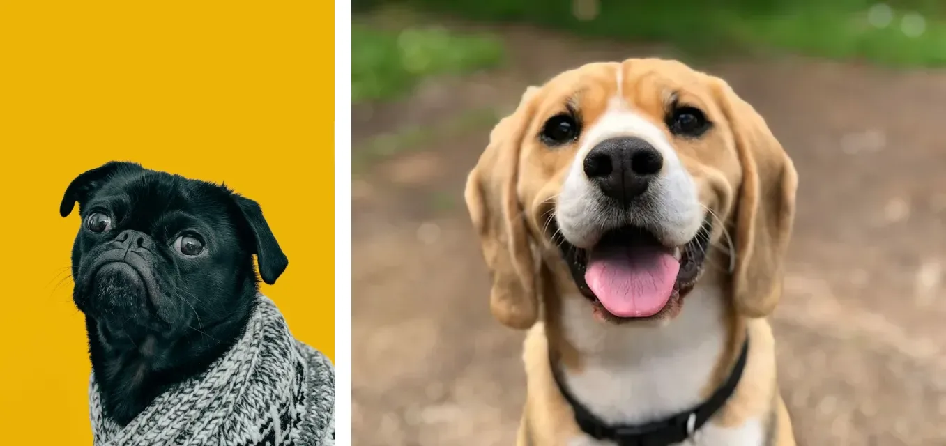 两张参考图：左边是穿毛衣的黑色巴哥，右边是比格犬